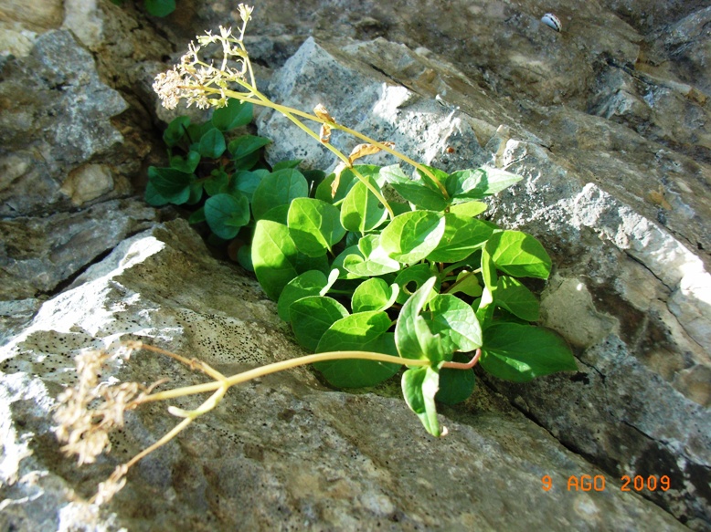 Valeriana montana / Valeriana montana